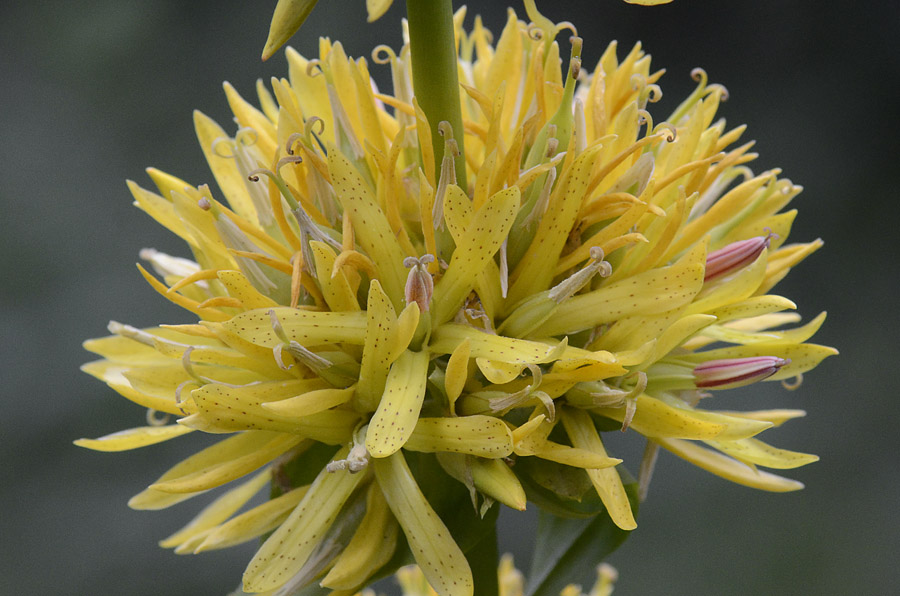 Gentiana lutea subsp. symphyandra / Genziana ad antere saldate